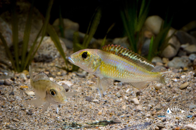 Callochromis pleurospilus 'Kigoma'
